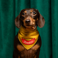 Dachshund wearing a yellow bandana with a red label on a green curtain background