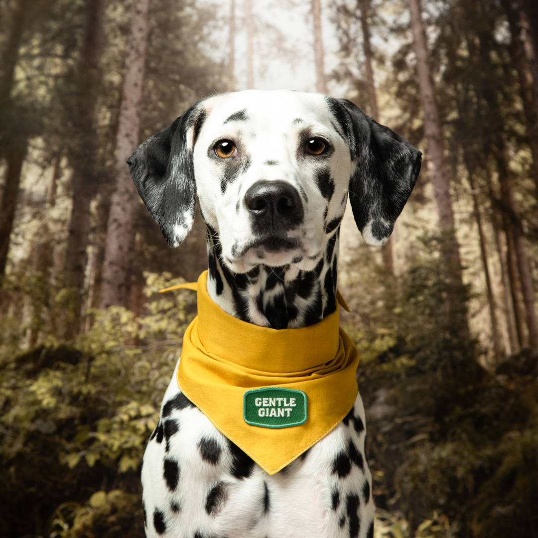 Dalmatian dog wearing a yellow bandana with a brand logo in a forest setting