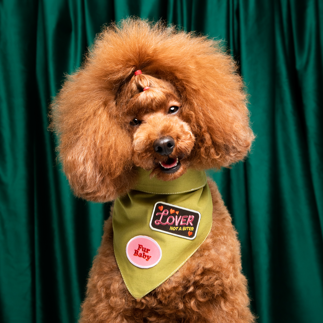 Brown dog with a fluffy haircut and green bandana against a green curtain background