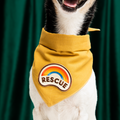 Dog wearing a yellow bandana with a rainbow and 'Rescue' patch on a green curtain background