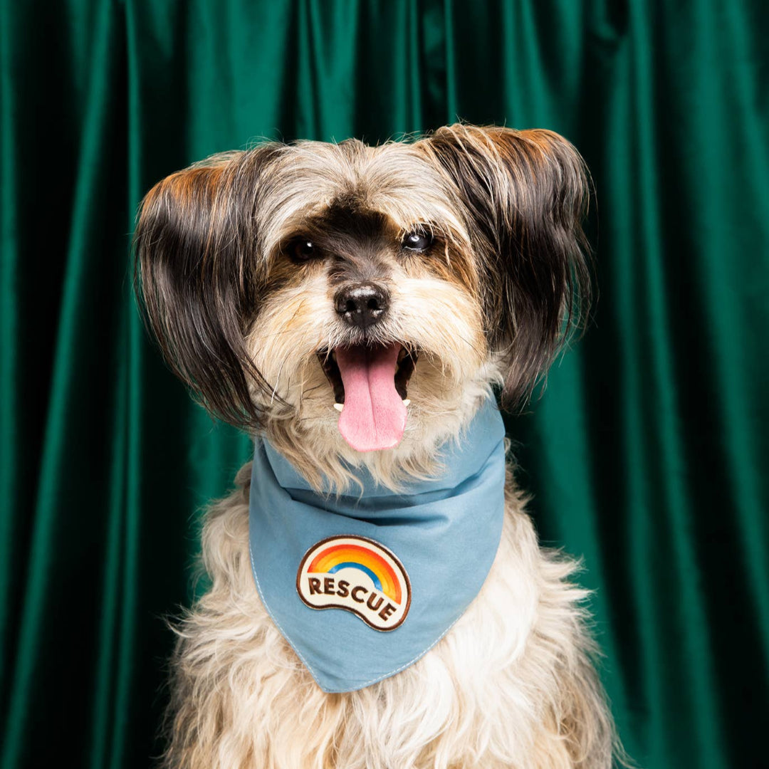 Dog wearing a blue bandana with a rainbow and 'Rescue' logo against a green curtain background