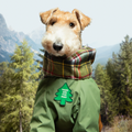 Dog wearing a green raincoat with a tree design in a forest setting
