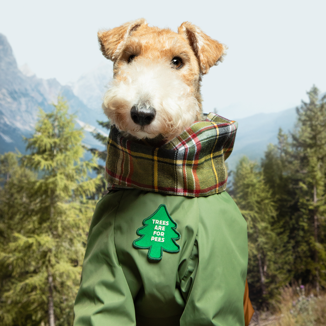 Dog wearing a green raincoat with a tree design in a forest setting