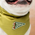 Dog wearing a green bandana with 'Zoomies' logo