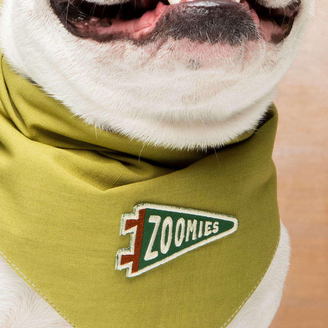 Dog wearing a green bandana with 'Zoomies' logo