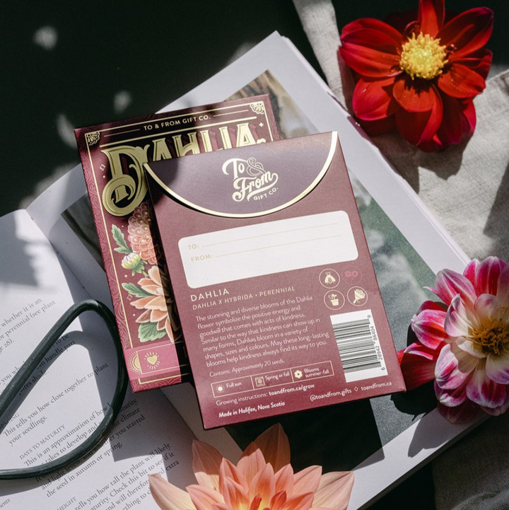 Dahlia (Kindness) Seed Packet