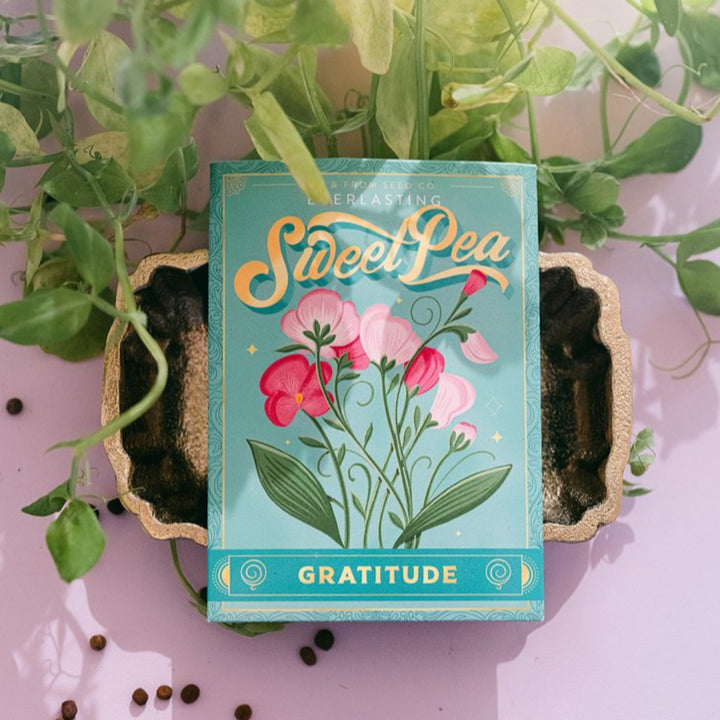 Everlasting Sweet Pea (Gratitude) Seed Packet