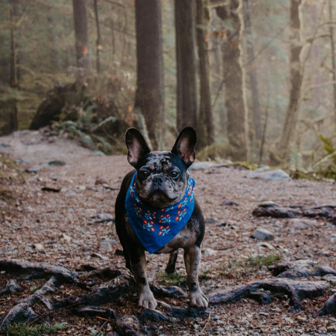 A blue bandana with a floral pattern. The pattern features small red flowers with white centers and white leaves.