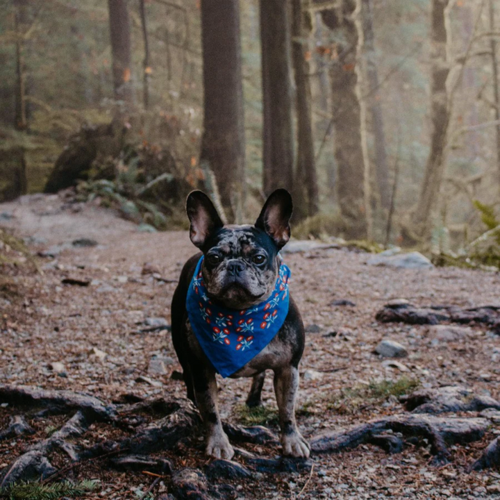 A blue bandana with a floral pattern. The pattern features small red flowers with white centers and white leaves.