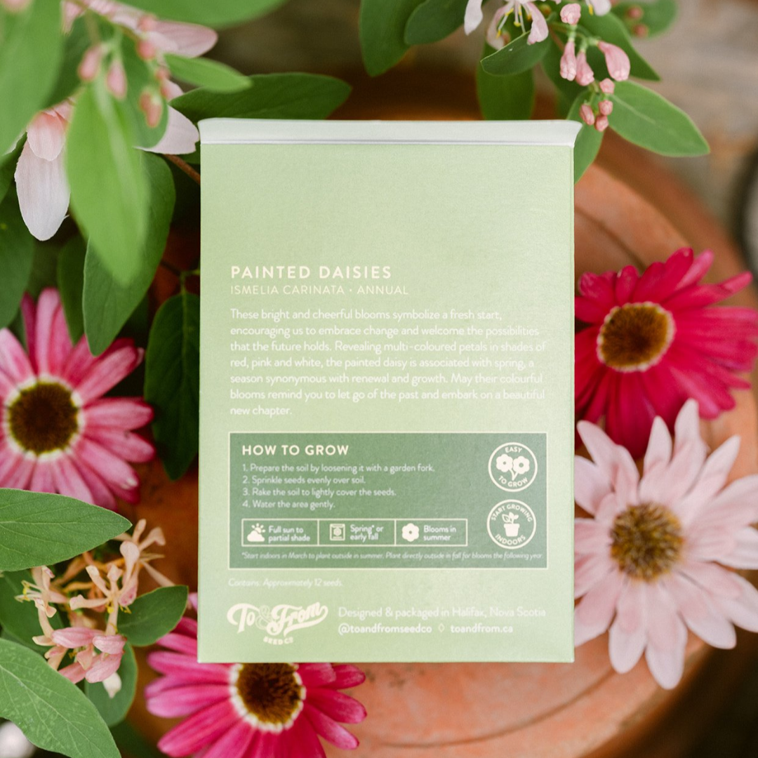 Painted Daisies (New Beginnings) Seed Packet