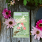 Painted Daisies (New Beginnings) Seed Packet