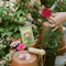 Painted Daisies (New Beginnings) Seed Packet