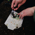 Person planting seeds on a seedling kit with soil