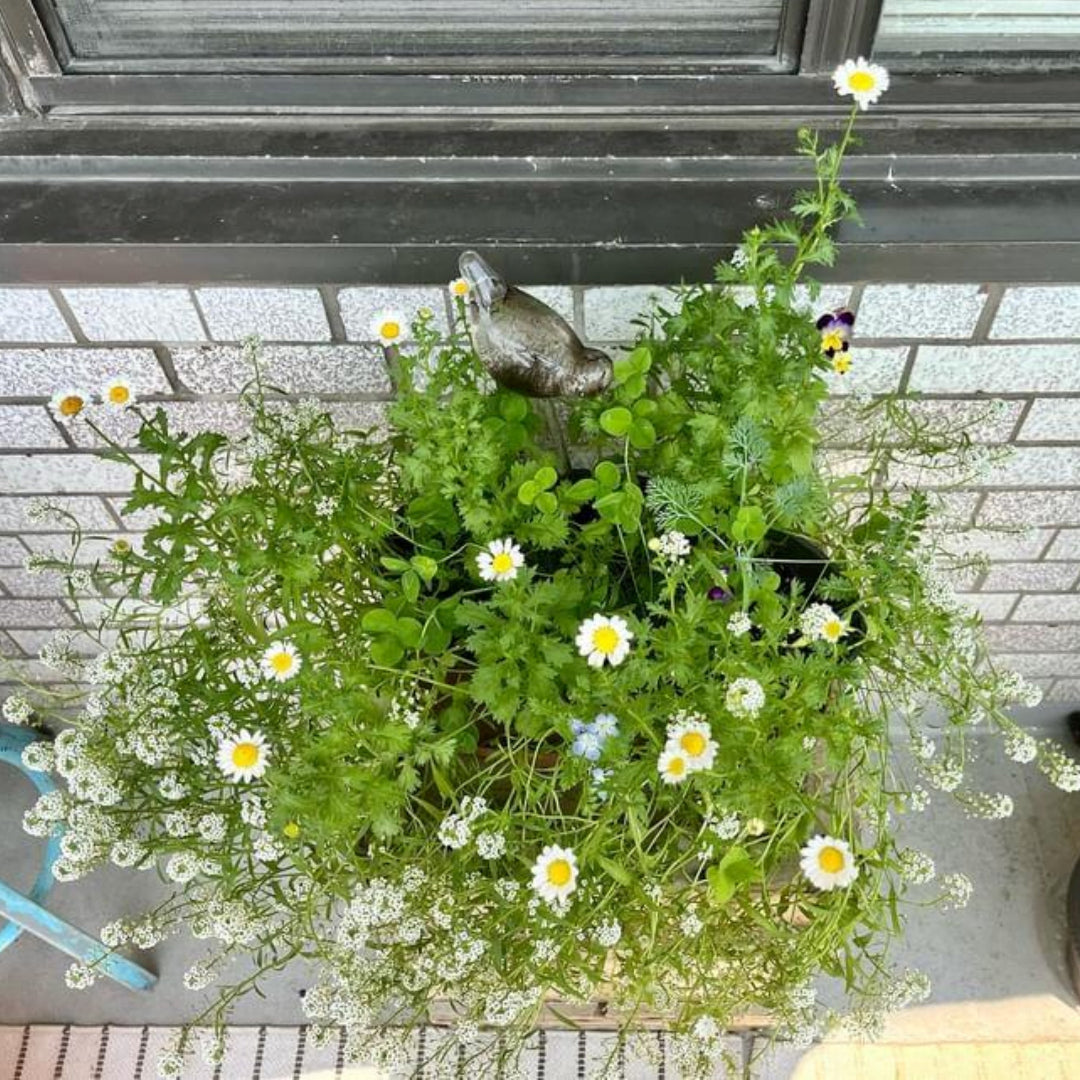 Potted plant with white flowers on a tiled floor