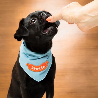 Black dog wearing a blue bandana with 'Foodie' print on a wooden floor.