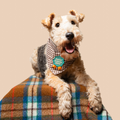 Dog wearing a bandana with a 'Puppy School' badge on a plaid blanket against a beige background