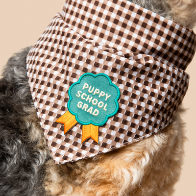 Dog wearing a brown checkered bandana with a 'Puppy School Grad' patch on a beige background