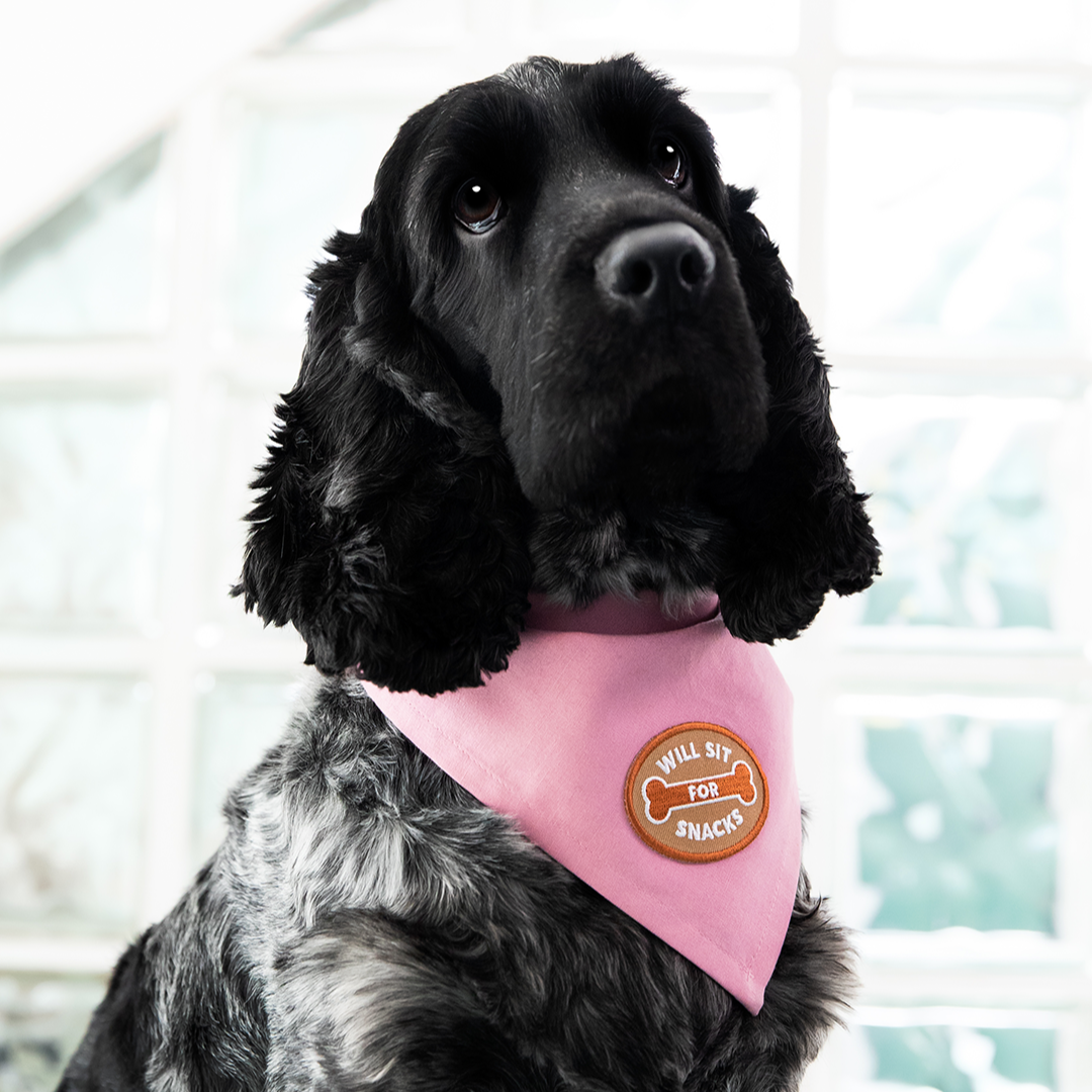Will Sit For Snacks iron-on patch for pets